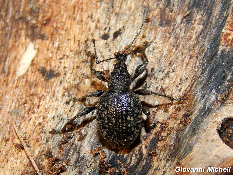 Serie di Curculionidae del parco del Ticino